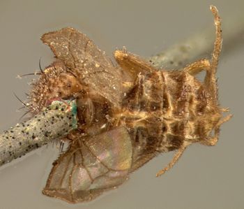 Media type: image;   Entomology 13422 Aspect: habitus dorsal view 2
